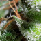 Zamaldelica (Ace Seeds) Cannabis-Samen