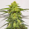 Acid Rain Autoflower feminisierte Samen (EGS)