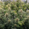 Amnesia Lemon Kush (Original Sensible Seeds) Cannabis-Samen