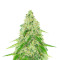 Black Beauty CBD (Kera Seeds) Cannabis-Samen