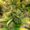 Blue Tease Auto (Dr. Krippling Seeds) Cannabis-Samen
