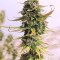 Girl Scout Cookies Autoflower (Seedstockers) Cannabis-Samen