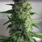 God's Glue (Ministry Of Cannabis) Cannabis-Samen