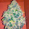 Jack Herer (GHS) Cannabis-Samen