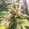Lord Kush Early Version feminisierte Samen (Delicious Seeds)