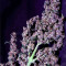 LSD-25 Auto feminisierte Samen