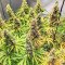 Mandarin Thuggee feminisierte Samen (AlphaFem Seeds)