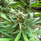 Purple Lemonade Fast Flowering feminisierte Samen (Fast Buds)