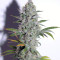Quick Gorilla (Dinafem Seeds) Cannabis-Samen