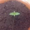 Eleven Roses (Delicious Seeds) Cannabis-Samen zu verkaufen