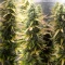 Gelato Auto Cannabis-Samen Kaufen