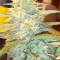Strawberry Blue Cannabis-Samen Kaufen