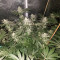 Girl Scout Cookies (BlimBurn Seeds) Cannabis-Samen zu verkaufen