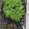 Orange Hill Special Cannabis-Samen Kaufen