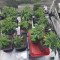 Super Silver Haze Cannabis-Samen Kaufen