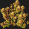 White Widow (Dutch Passion) Cannabis-Samen