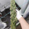 Royal Gorilla Cannabis-Samen Kaufen
