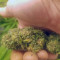 Bloody Skunk Auto Cannabis-Samen Kaufen