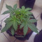 Kaufe Original Trainwreck Auto Samen feminisiert von Fast Buds