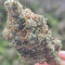 Holy Grail Kush Cannabis-Samen Kaufen