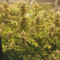 Hindu Kush Automatic (Sensi Seeds) Cannabis-Samen zu verkaufen