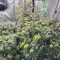 Bakers Delight (DNA Genetics) Cannabis-Samen zu verkaufen