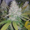 Lemon Shining Silver Haze Cannabis-Samen Kaufen