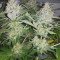 Lemon Shining Silver Haze Cannabis-Samen Kaufen