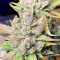 Strawberry Gorilla Auto Cannabis-Samen Kaufen