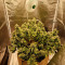 Grandaddy Purple (BlimBurn Seeds) Cannabis-Samen zu verkaufen