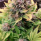 Money Maker (Strain Hunters) Cannabis-Samen zu verkaufen