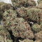 Chocolate Mint OG (Humboldt Seeds Organization) Cannabis-Samen zu verkaufen