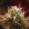 Kaufe Strawberry Pie Auto Samen feminisiert von Fast Buds