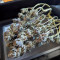 Chempie (Ripper Seeds) Cannabis-Samen