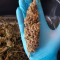 Kaufe Purple Punch OG Samen feminisiert von Sweet Seeds