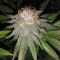 Mimosa EVO (Barney's Farm) Cannabis-Samen zu verkaufen