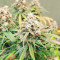 Skywalker OG Auto Samen feminisiert (Barney's Farm)