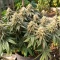 Colorene Kush (Cali Connection Seeds)