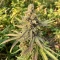 Crop Doctor CBD (Cream of the Crop Seeds)