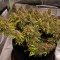 Durban Poison (Barney's Farm)
