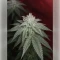 Granddaddy Purple (Royal Queen Seeds)