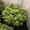 Mandarin Cookies (00 Seeds)
