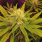 Monkey GG#4 Original Glue (Growers Choice) Cannabis-Samen