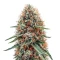 Northern Lights XL Auto (Zambeza Seeds) Cannabis-Samen