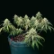 Pound Cake Auto feminisierte Samen (Fast Buds)