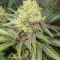 Section 781 (Blimburn x Herbies)