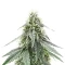 Sour Apple Autoflower feminisierte Samen (Humboldt Seed Company)
