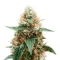 Space Cookies Auto feminisierte Samen (Delicious Seeds)