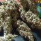 Tropicanna Poison F1 Fast Version feminisiertes Saatgut (Sweet Seeds)