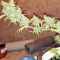 White Widow (Seedstockers) Cannabis-Samen